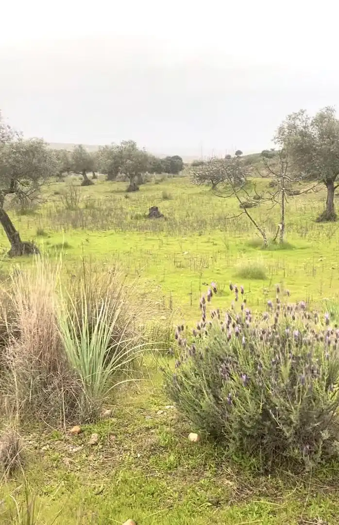 Land for sale in Mérida