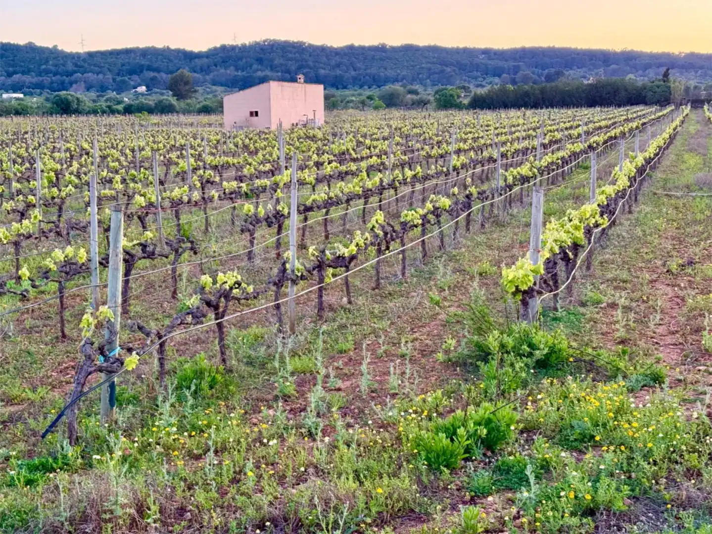 Constructible Land for sale in Santa María del Camí