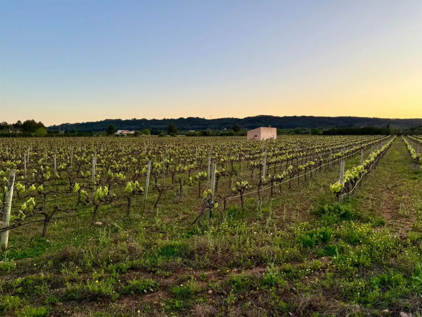 Constructible Land for sale in Santa María del Camí