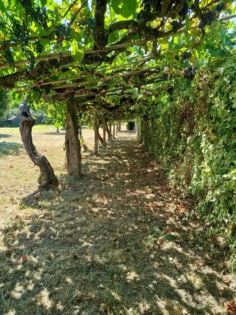 Finca rústica en venda a Rúa Emilia Pardo Bazán, 52, Mondariz-Balneario Jardí de Finca rústica en venda en Mondariz-Balneario