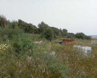 Non-constructible Land for sale in Manacor