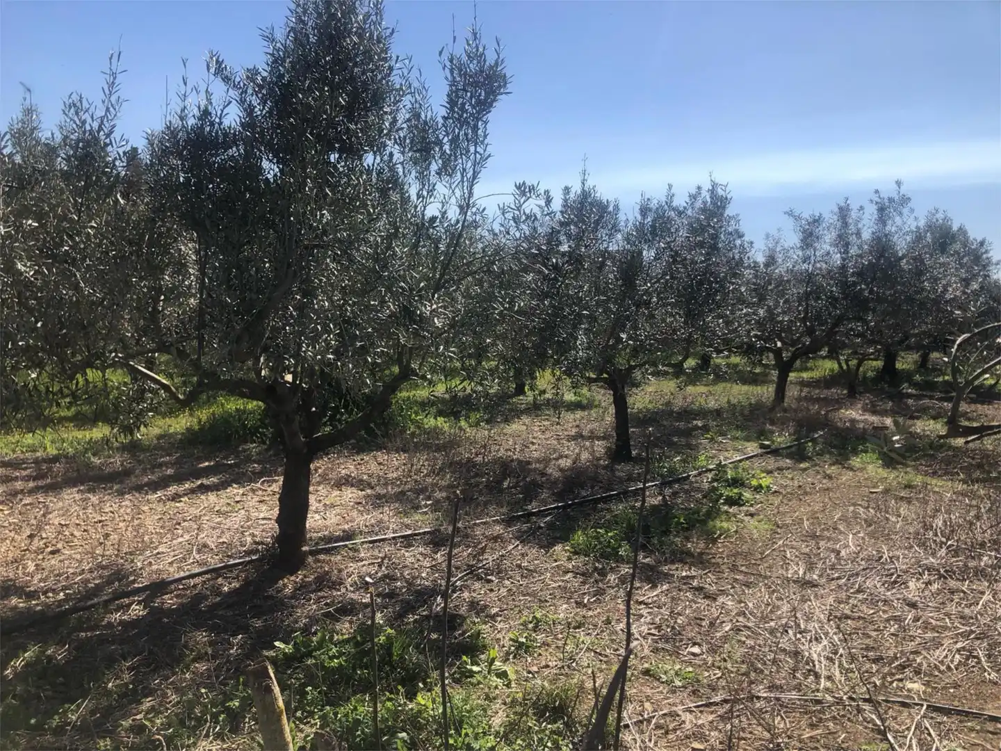 Finca rústica en venta en Olite / Erriberri