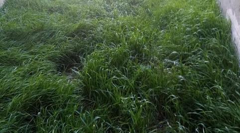 Photo 2 of Planta baja for sale in Calle Domingo Vero, 8, Cuenca de Campos, Valladolid