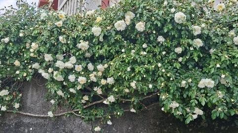 Photo 2 of House or chalet to rent in Avenida Lugo, 86, La Seca - Los Salgueriños, Pontevedra