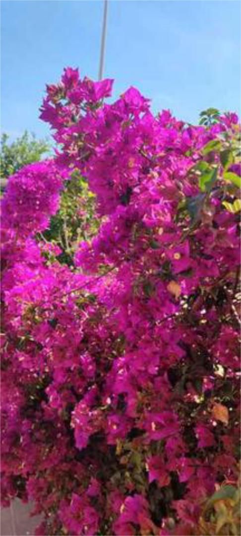 Garden of Flat for sale in San Vicente del Raspeig / Sant Vicent del Raspeig  with Furnished