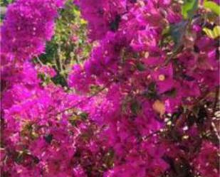 Garden of Flat for sale in San Vicente del Raspeig / Sant Vicent del Raspeig  with Furnished