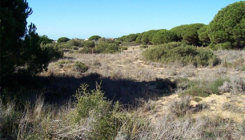 Constructible Land for sale in A-2233, 9, Los Caños de Meca, Cádiz - image 1 Photo 1 of Constructible Land for sale in A-2233, 9, Los Caños de Meca, Cádiz