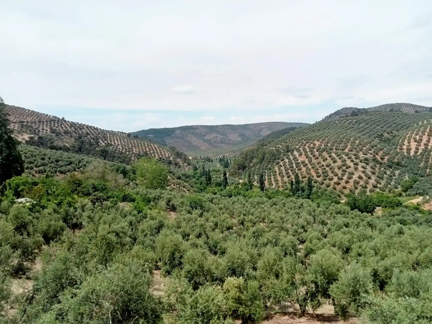 Finca rústica en venta en Beas de Segura con Aire acondicionado, Terraza y Piscina