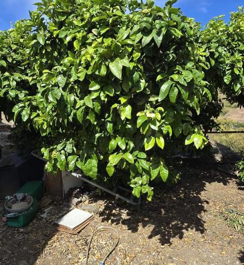 Casa o xalet en venda a Terreno Sup. 1, 181, Avda Pescia - Ctra de Frigiliana, Málaga - imatge 1 Foto 1 de Casa o xalet en venda a Terreno Sup. 1, 181, Avda Pescia - Ctra de Frigiliana, Málaga