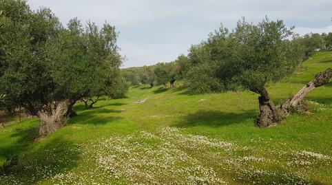 Terreny en venda a Calle de Antonio Machado, 29, La Puebla de los Infantes, Sevilla - imatge 3 Foto 3 de Terreny en venda a Calle de Antonio Machado, 29, La Puebla de los Infantes, Sevilla