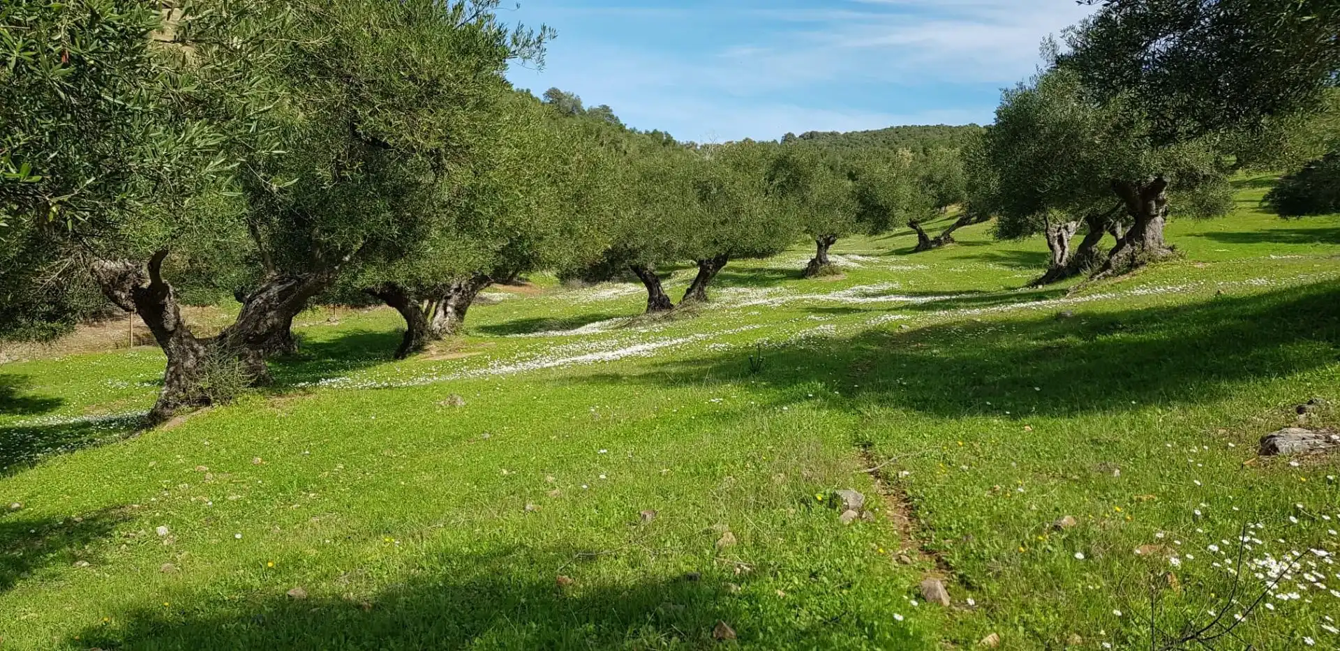 Garden of Land for sale in La Puebla de los Infantes