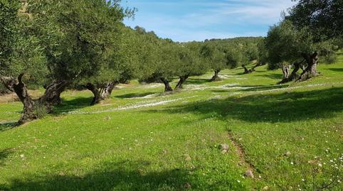 Terreny en venda a Calle de Antonio Machado, 29, La Puebla de los Infantes, Sevilla - imatge 4 Foto 4 de Terreny en venda a Calle de Antonio Machado, 29, La Puebla de los Infantes, Sevilla