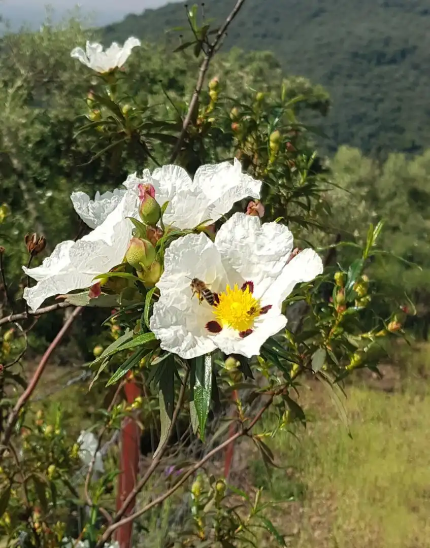 Garten von Grundstücke zum Verkauf in La Puebla de los Infantes