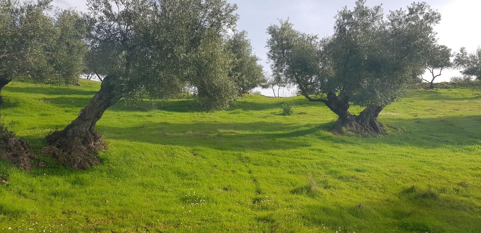 Grundstücke zum verkauf in La Puebla de los Infantes