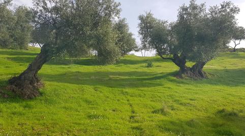 Terreny en venda a Calle de Antonio Machado, 29, La Puebla de los Infantes, Sevilla - imatge 2 Foto 2 de Terreny en venda a Calle de Antonio Machado, 29, La Puebla de los Infantes, Sevilla