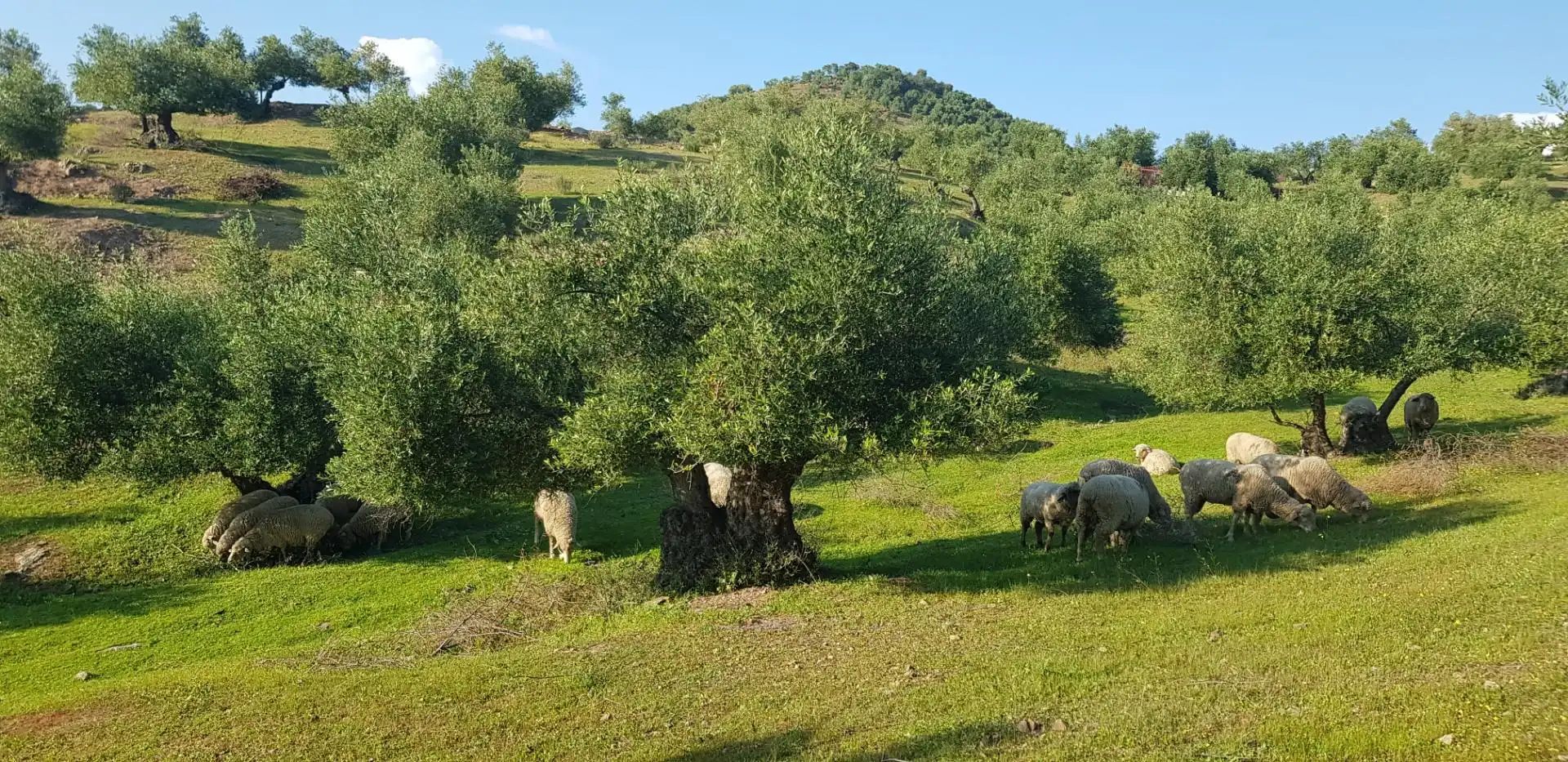 Garten von Grundstücke zum Verkauf in La Puebla de los Infantes