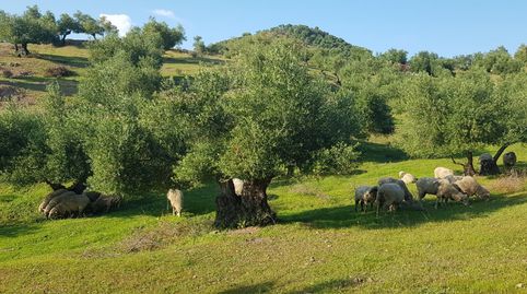Foto 3 de Terreny en venda a Calle de Antonio Machado, 29, La Puebla de los Infantes, Sevilla