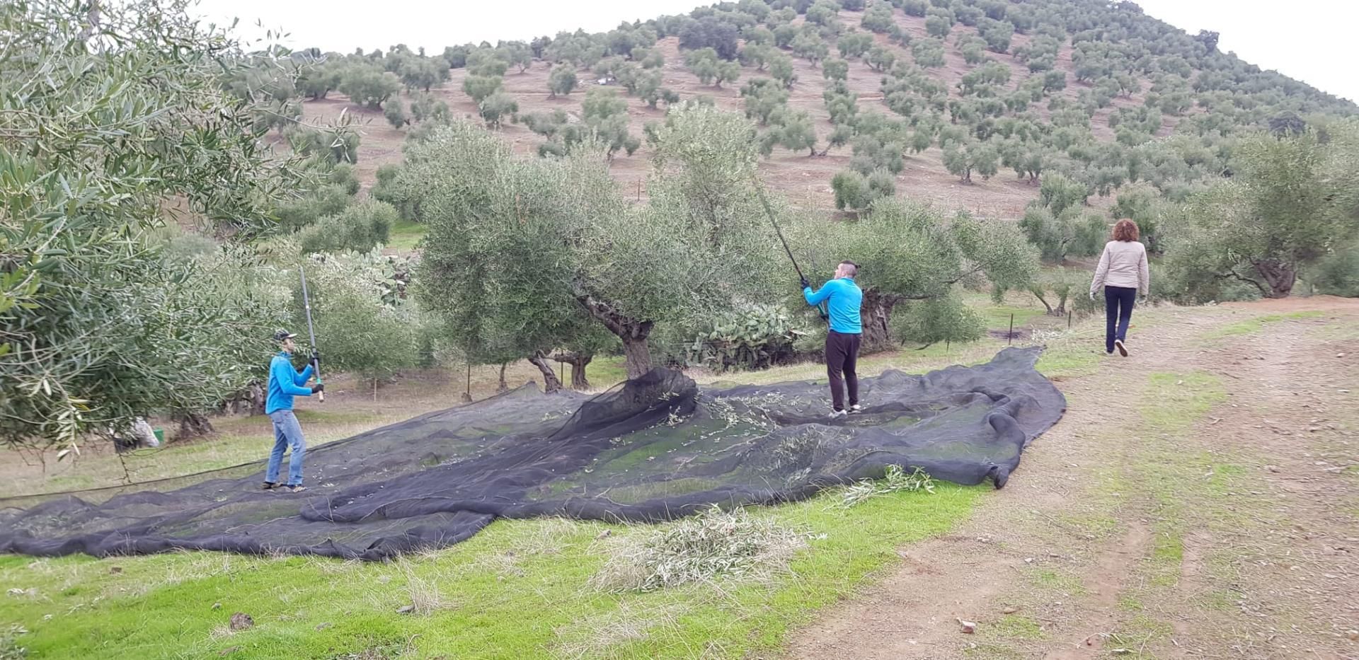Garden of Land for sale in La Puebla de los Infantes