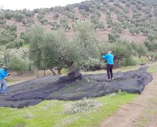 Garden of Land for sale in La Puebla de los Infantes