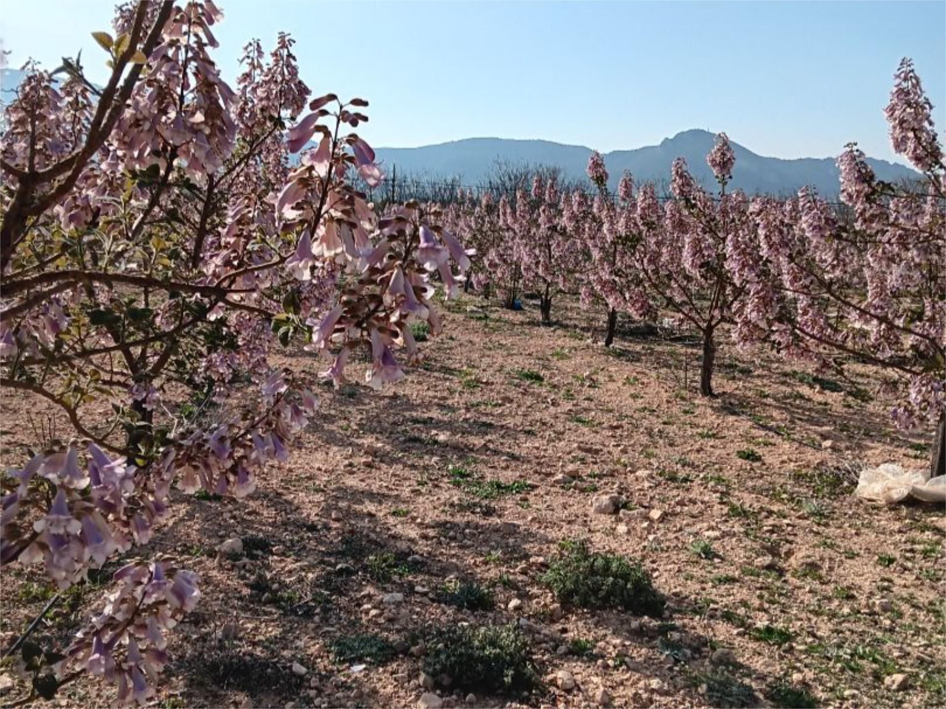 Garden of Non-constructible Land for sale in Villena