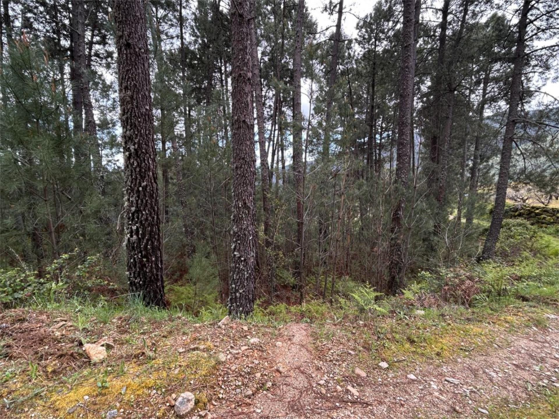 Non-constructible Land for sale in Guisando