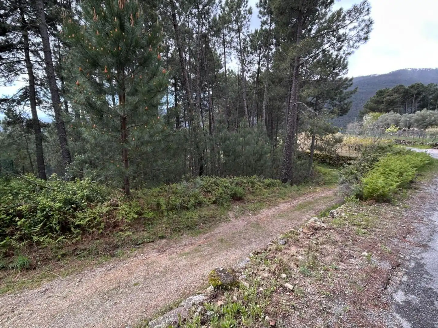 No Urbanizable en venta en Carretera Hoyuelo, 17, Guisando No Urbanizable en venta en Guisando