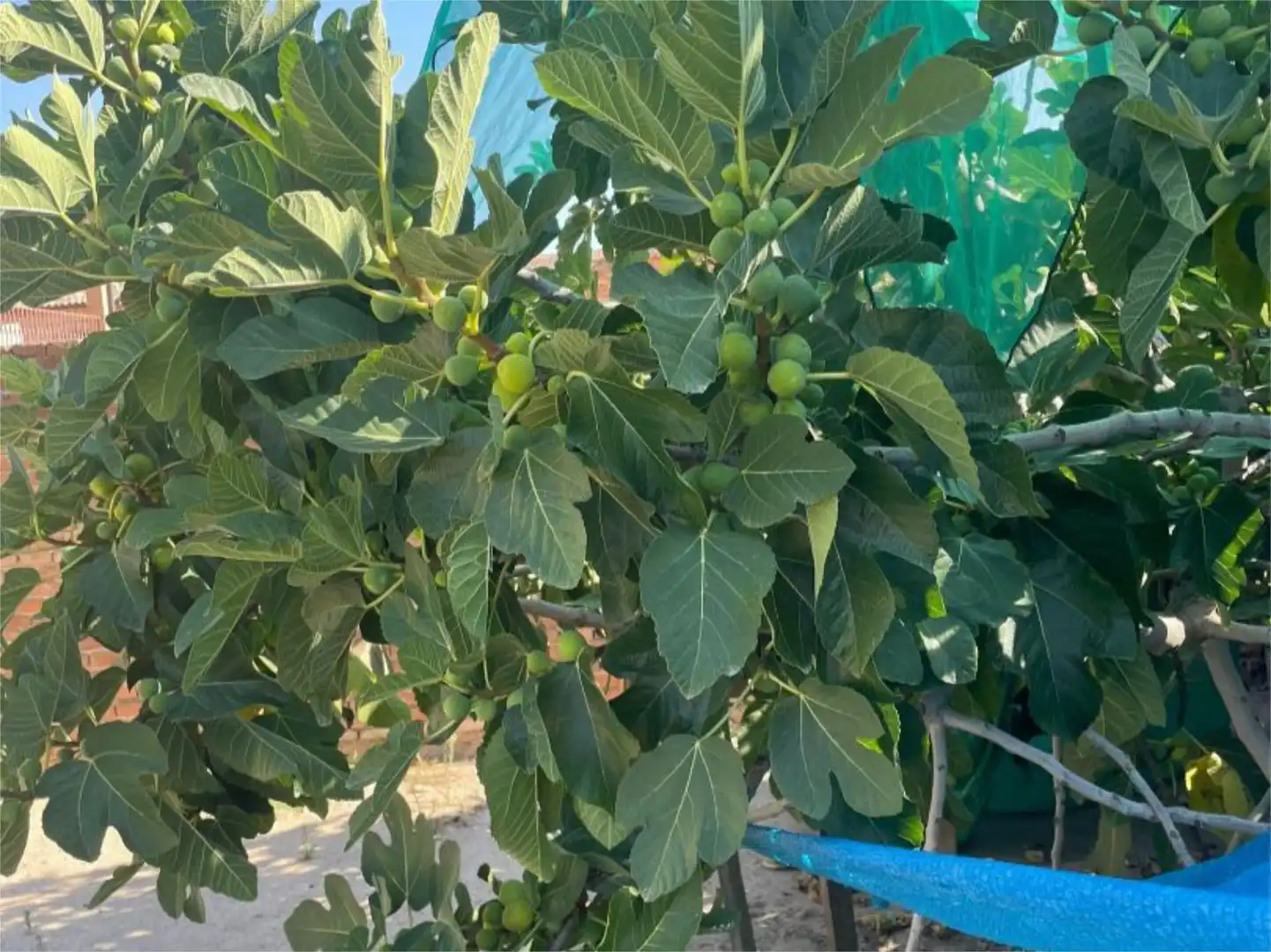 Terreno en venta en Calle Traspalacios, 1, Burujón Jardín de Terreno en venta en Burujón