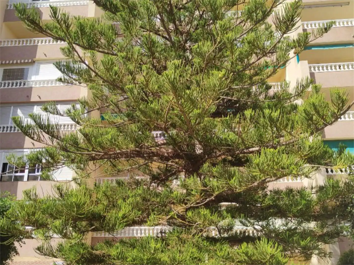 Wohnung zur Miete in Calle las Mimosas, 19, El Moncayo - El Pòrtic