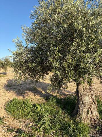 Terreno en Venta en Calle Felipe II, 4 en El Romeral