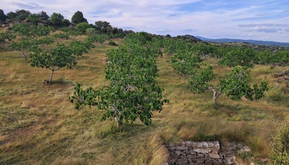 Terreny en venda a Travesía de la Carretera de Escalona, 1, Cenicientos, Madrid - imatge 1 Foto 1 de Terreny en venda a Travesía de la Carretera de Escalona, 1, Cenicientos, Madrid