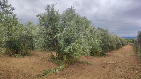 Non-constructible Land for sale in Calle Los Huertos, 29, Las Flores - Huerta, Granada - image 3 Photo 3 of Non-constructible Land for sale in Calle Los Huertos, 29, Las Flores - Huerta, Granada