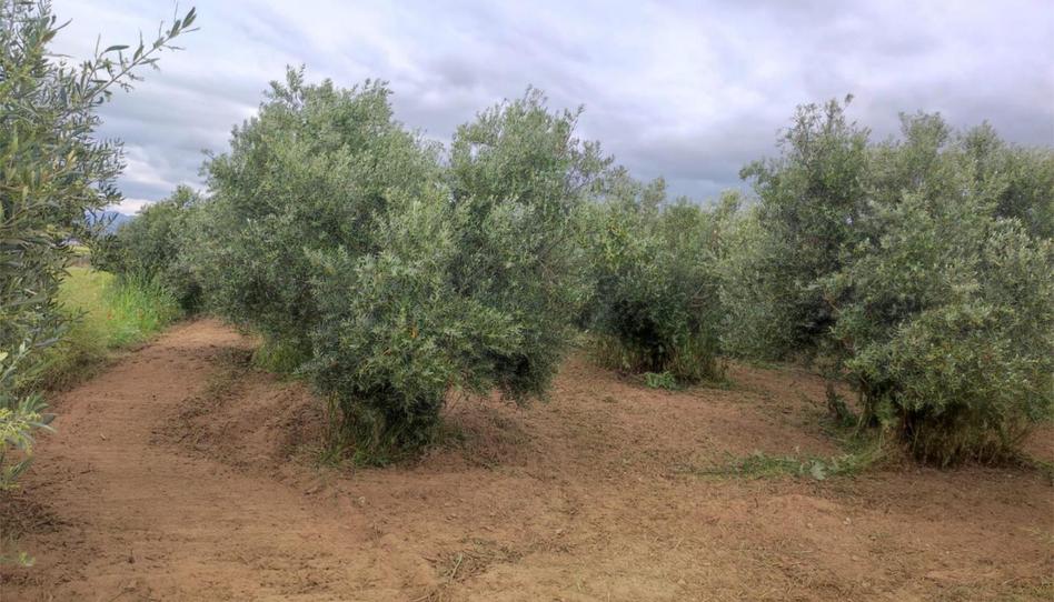 Non-constructible Land for sale in Calle Los Huertos, 29, Las Flores - Huerta, Granada - image 1 Photo 1 of Non-constructible Land for sale in Calle Los Huertos, 29, Las Flores - Huerta, Granada