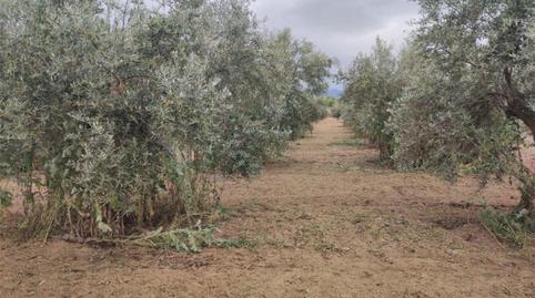 Non-constructible Land for sale in Calle Los Huertos, 29, Las Flores - Huerta, Granada - image 2 Photo 2 of Non-constructible Land for sale in Calle Los Huertos, 29, Las Flores - Huerta, Granada