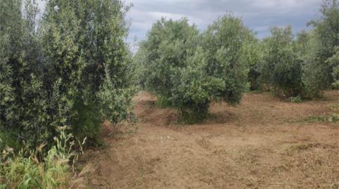 Non-constructible Land for sale in Calle Los Huertos, 29, Las Flores - Huerta, Granada - image 4 Photo 4 of Non-constructible Land for sale in Calle Los Huertos, 29, Las Flores - Huerta, Granada