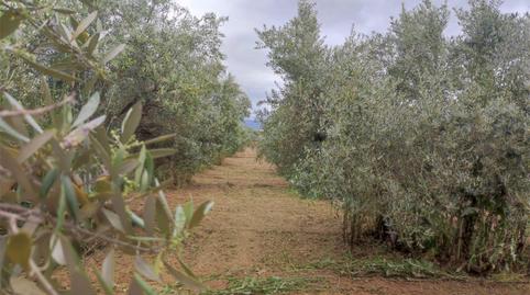 Non-constructible Land for sale in Calle Los Huertos, 29, Las Flores - Huerta, Granada - image 5 Photo 5 of Non-constructible Land for sale in Calle Los Huertos, 29, Las Flores - Huerta, Granada