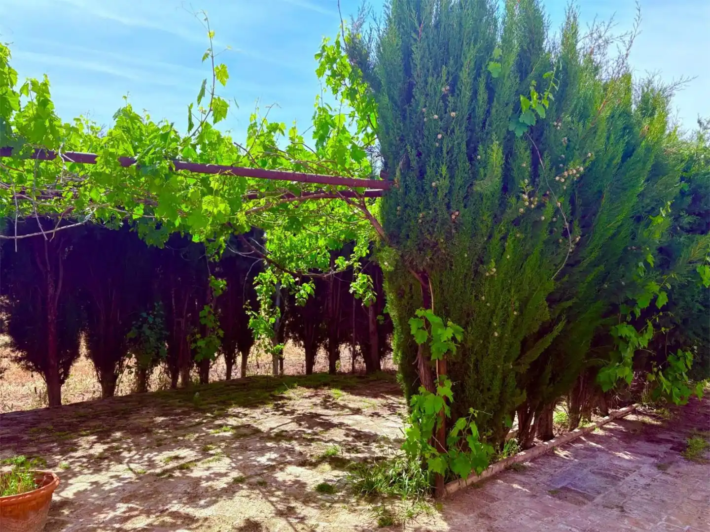 Casa o chalet en venta en Calle Júpiter, 1, El Carpio de Tajo Jardín de Casa o chalet en venta en El Carpio de Tajo con Aire acondicionado, Calefacción y Jardín privado