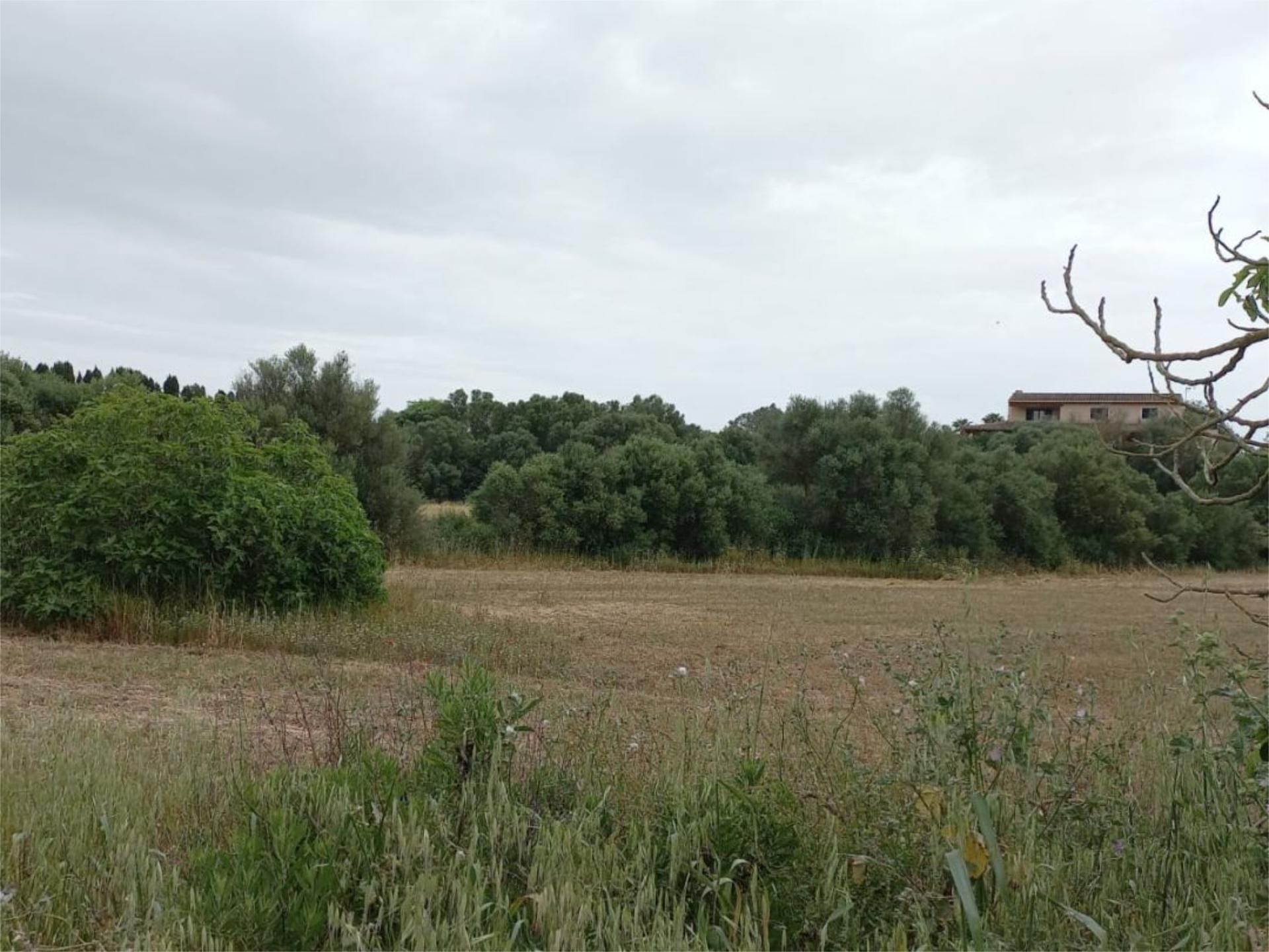 Non-constructible Land for sale in Maria de la Salut