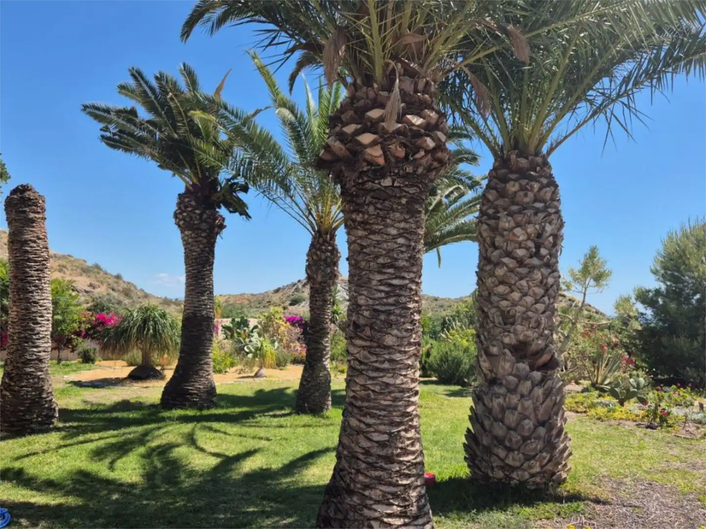 Jardí de Casa o xalet en venda en Mojácar amb Aire condicionat, Terrassa i Piscina