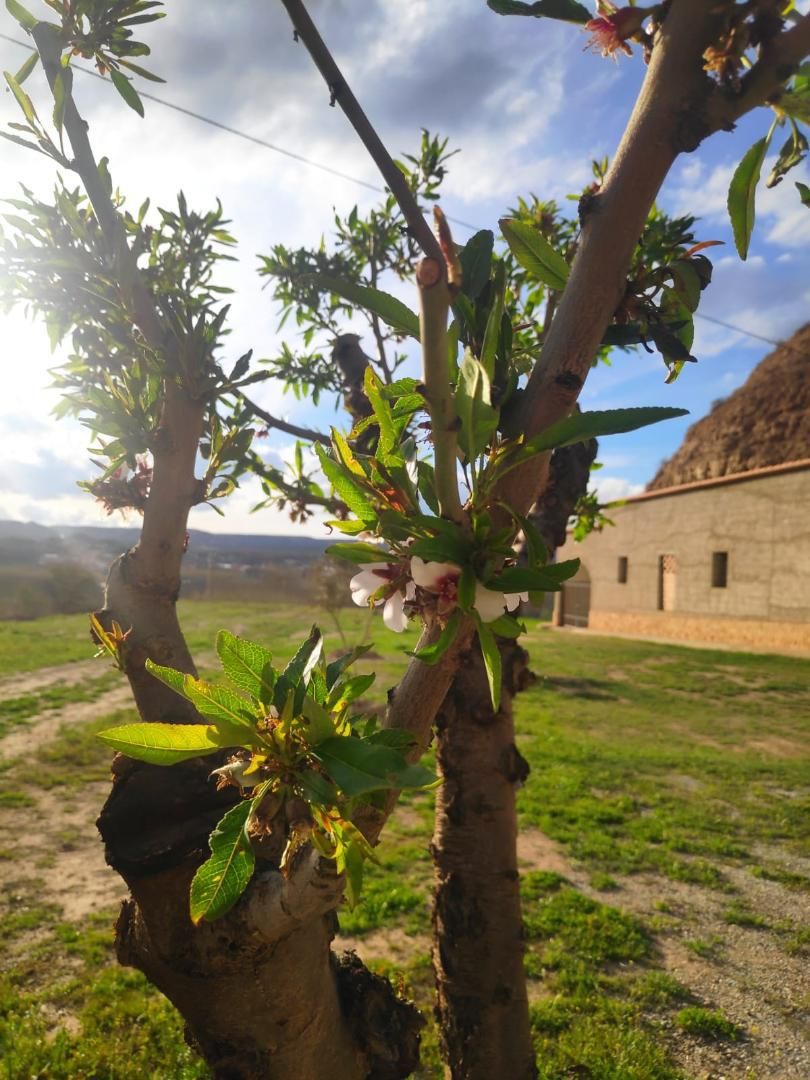 Jardí de Finca rústica en venda en Fonelas