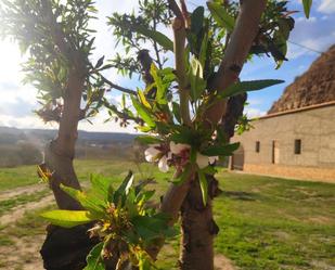 Jardí de Finca rústica en venda en Fonelas amb Traster, Moblat i TV