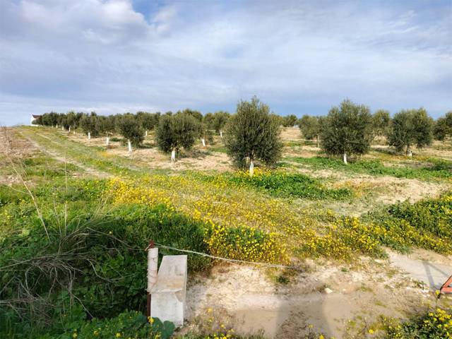 Terreno residencial en Venta en Camino de Monasterejo, 0,30  en Trebujena