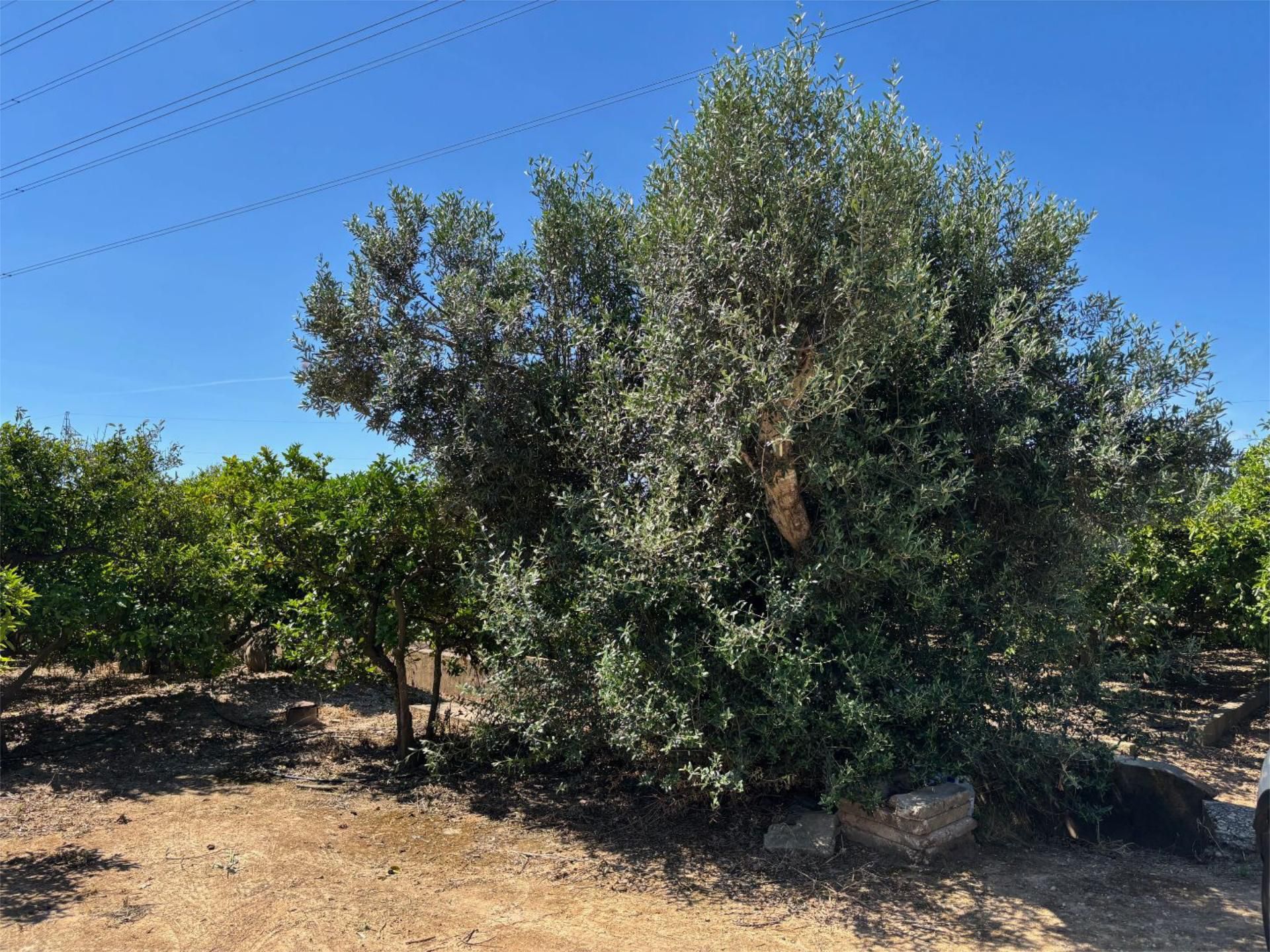 Non-constructible Land for sale in Alzira