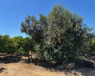 No Urbanitzable en venda en Alzira