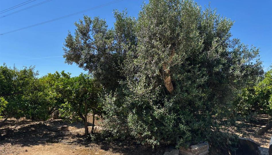 No Urbanitzable en venda a Camí de Velasco, 7, Urbanitzacions i Pedanies Nord, Valencia - imatge 1 Foto 1 de No Urbanitzable en venda a Camí de Velasco, 7, Urbanitzacions i Pedanies Nord, Valencia