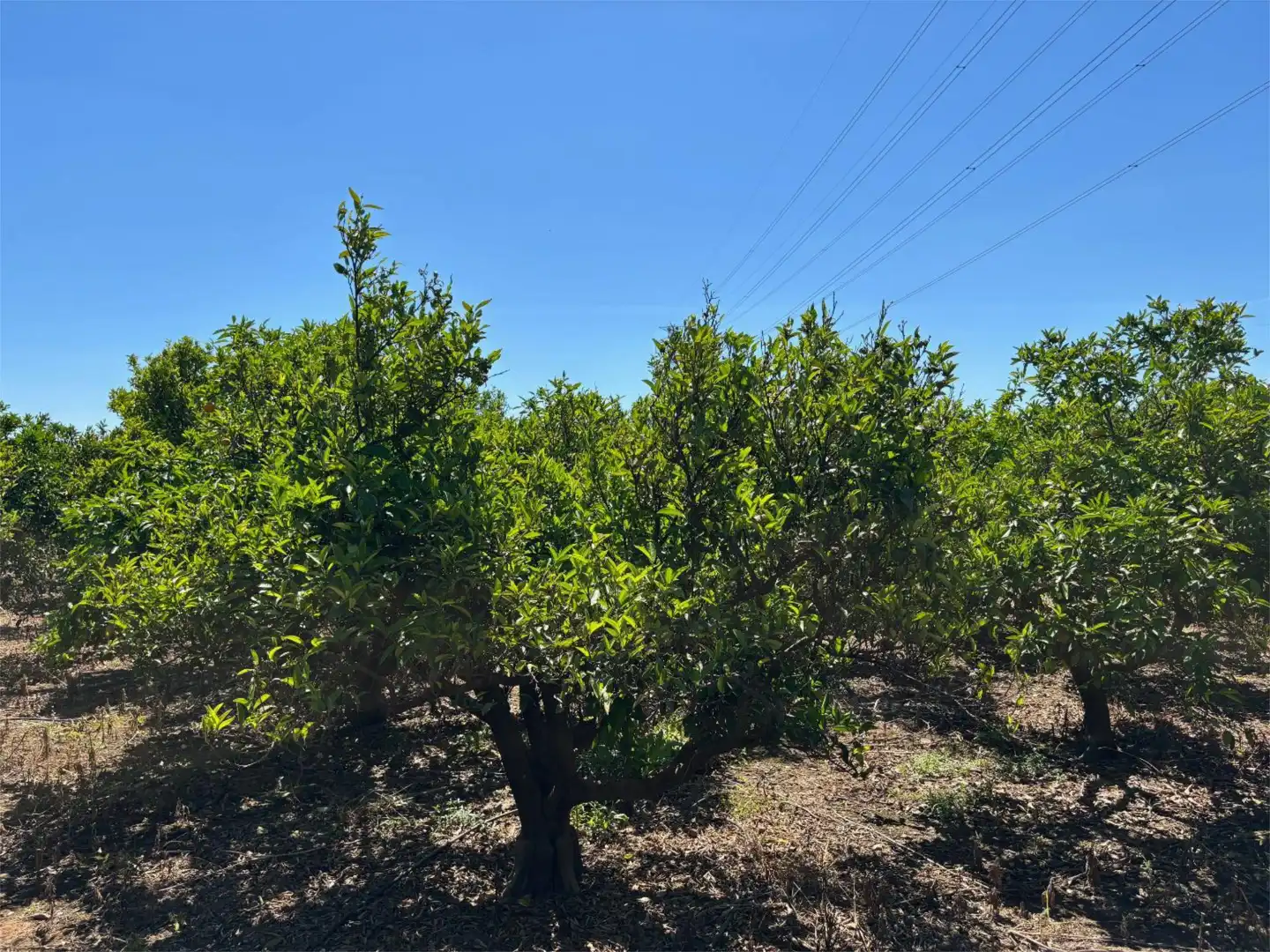 Non-constructible Land for sale in Camí de Velasco, 7, Urbanitzacions i Pedanies Nord Non-constructible Land for sale in Alzira