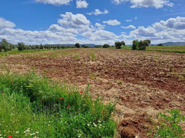 Terreno en Venta en CM-413, 10 en Argamasilla de Calatrava