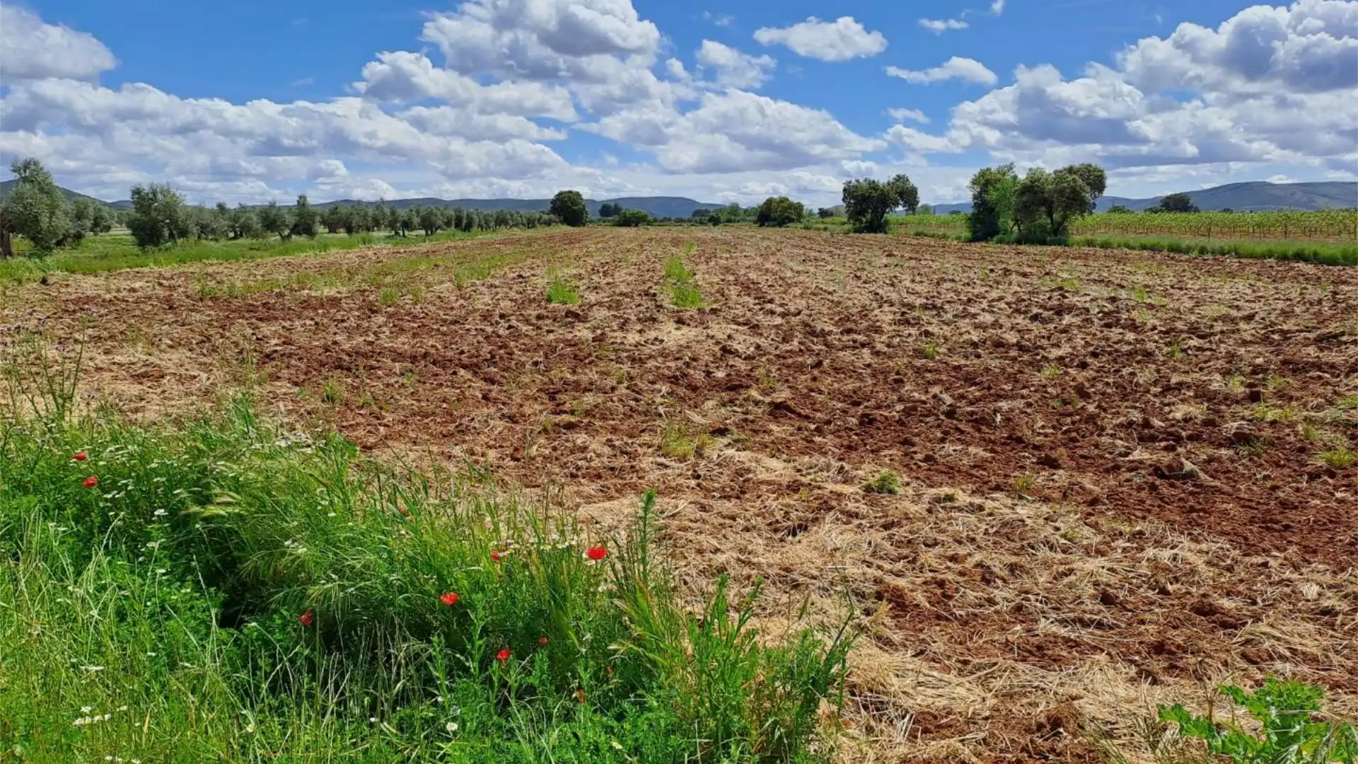 Terreno en venta en CM-413, 10, Argamasilla de Calatrava Terreno en venta en Argamasilla de Calatrava