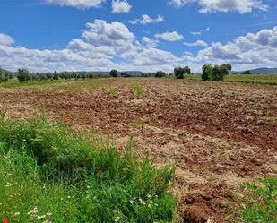 Land for sale in Argamasilla de Calatrava