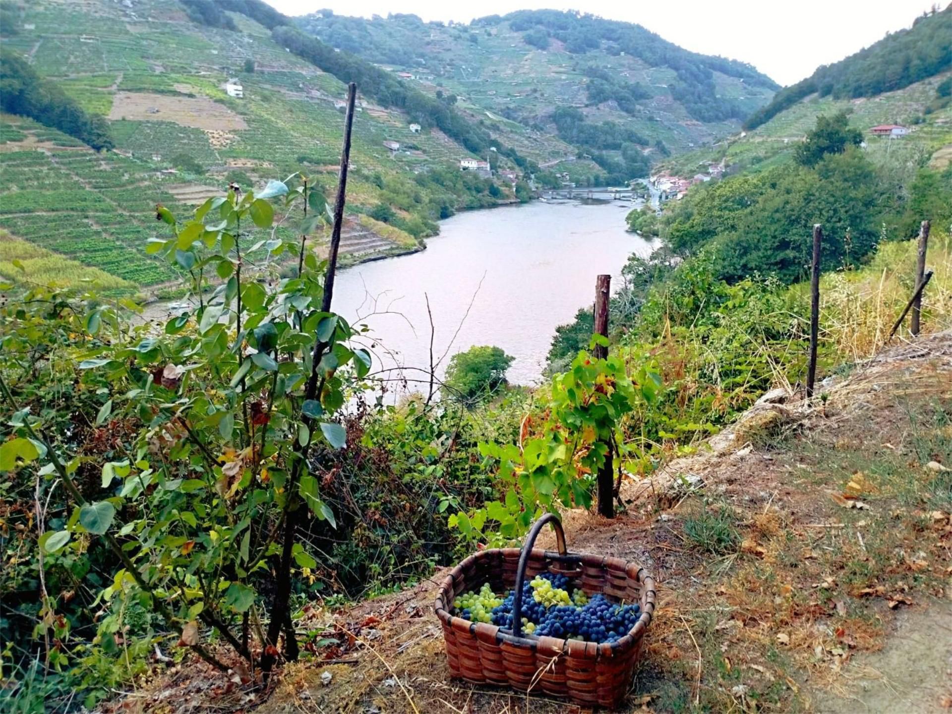 Exterior view of Non-constructible Land for sale in O Saviñao 