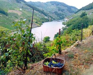 Exterior view of Non-constructible Land for sale in O Saviñao 